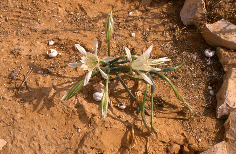 Pancratium