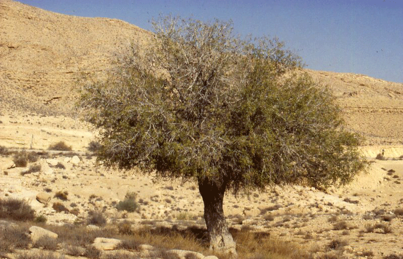 Pistacia