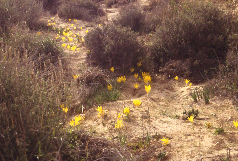 Sternbergia